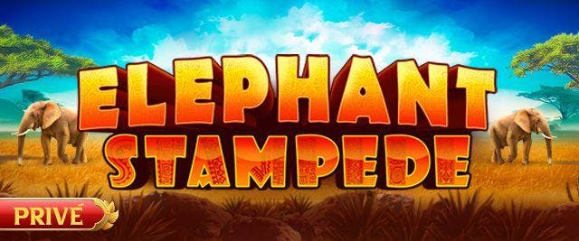 Elephant Stampede Prive